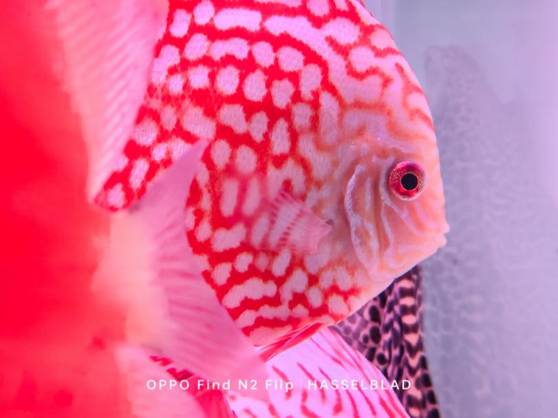 OPPOFindN2Flip外屏个性化,OPPOFindN2Flip外屏解锁玩法