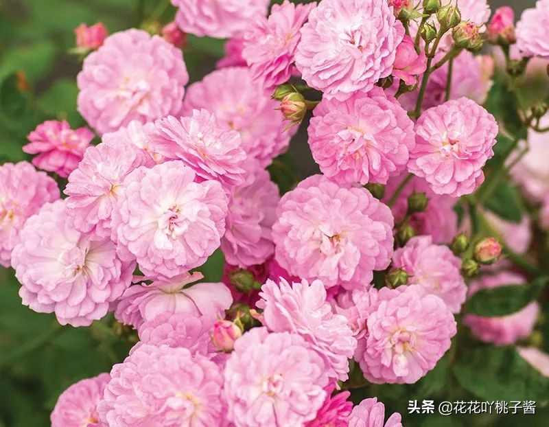 2019月季新品种金奖,超新品月季有哪些品种