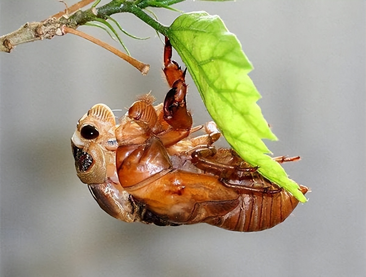 吃知了猴好还是吃补药好,体虚能吃知了猴吗