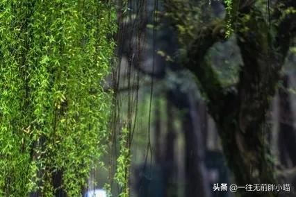 清明的由来和习俗幼儿动画,清明的由来和风俗简介