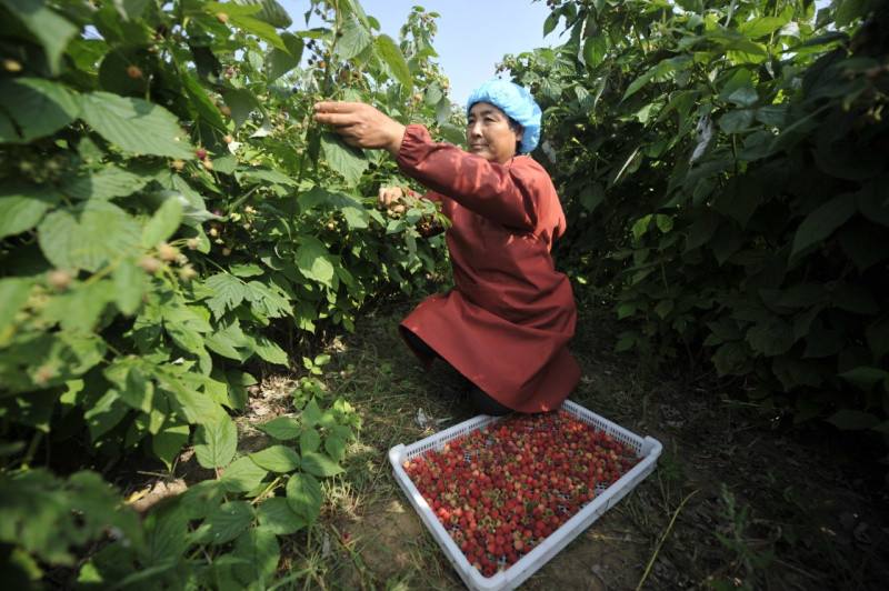 现在农民打工好还是在家种地好,回农村种地能赚钱吗
