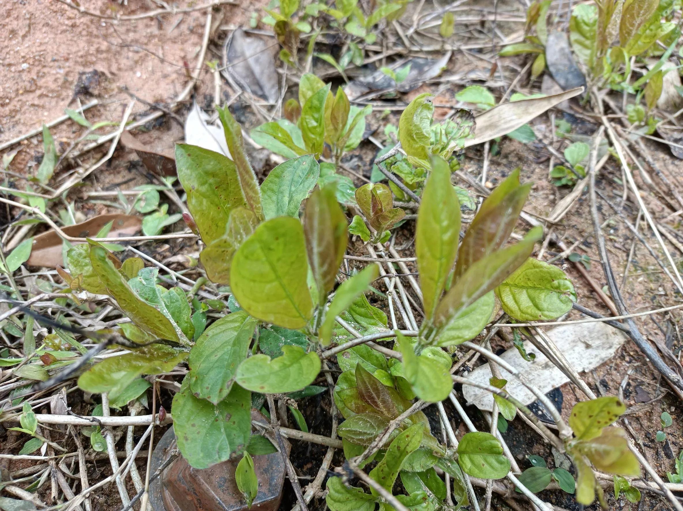 春节吃的野菜有哪些,春季常吃5种排毒菜