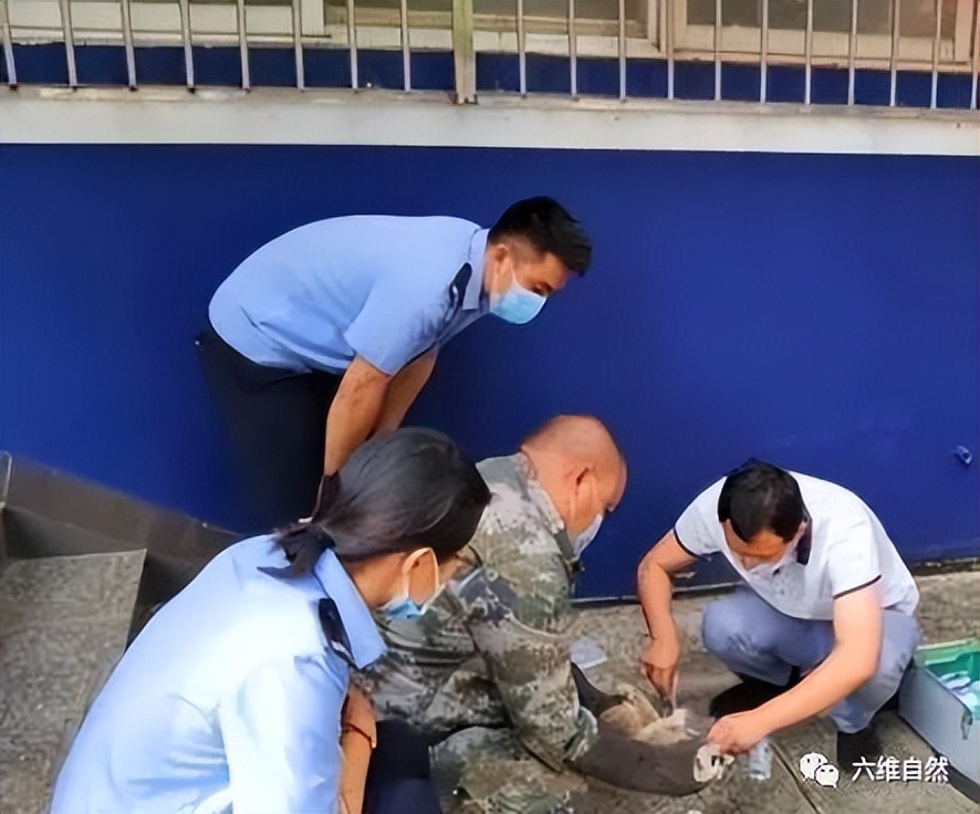 云南蜂猴,蜂猴受伤