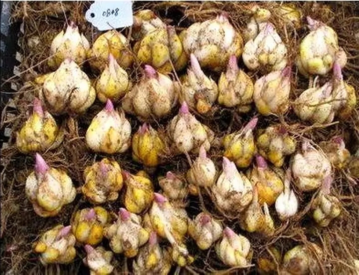 朱顶红是君子兰品种吗,朱顶红蜘蛛兰的区别