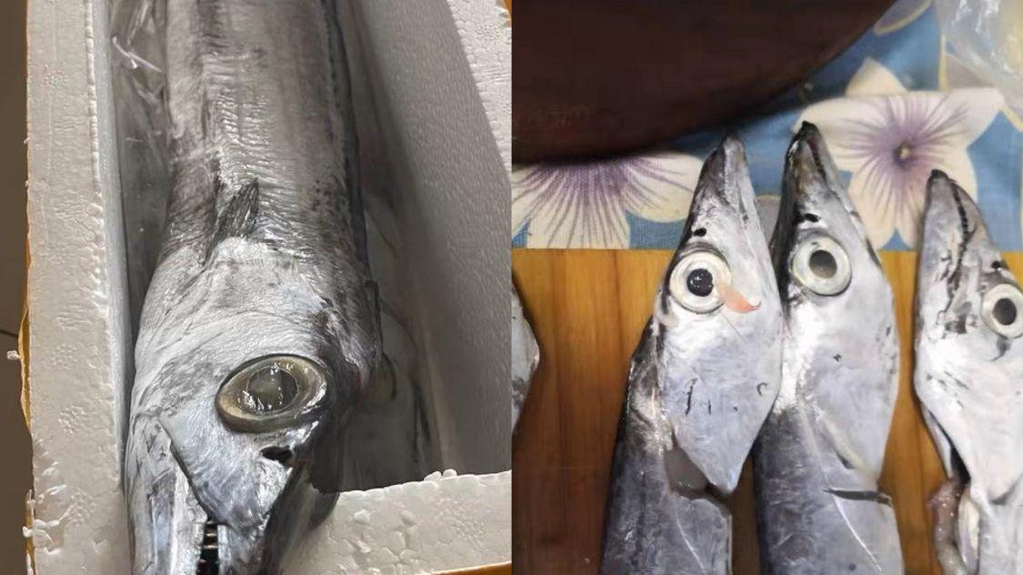 买带鱼大眼睛的好还是小眼睛的好,带鱼买大眼睛还是买小眼睛的