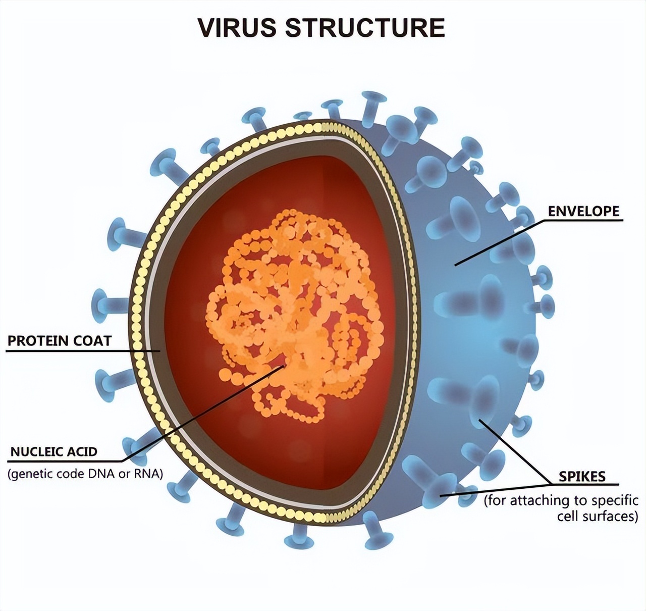 得了性传播疾病该怎么治,得了性传播疾病有哪些症状