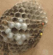 农村常见的虫子各叫什么名字,农村房子里面常见的虫子有哪些