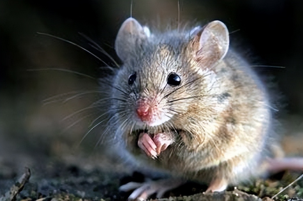 老鼠有多么爱繁衍,老鼠繁衍需要伴侣吗