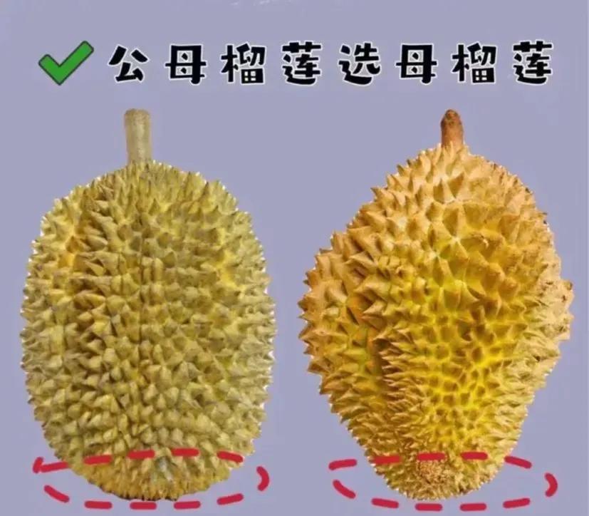 榴莲怎么挑牢记这几点,榴莲知识新手必看