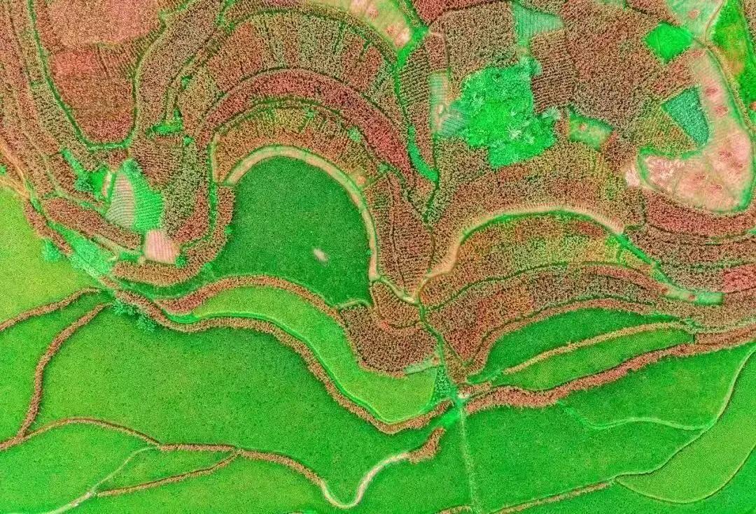 庆丰收迎盛会，首届古蔺高粱丰登节将于8月20日上午8点开幕