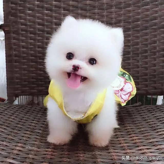 十二星座茶杯犬,茶杯犬图片高清壁纸