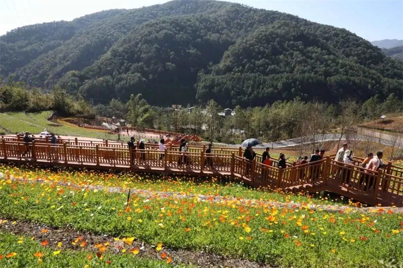 赏花来这里这是云南的专属浪漫,五月来昆明遇见紫色花海