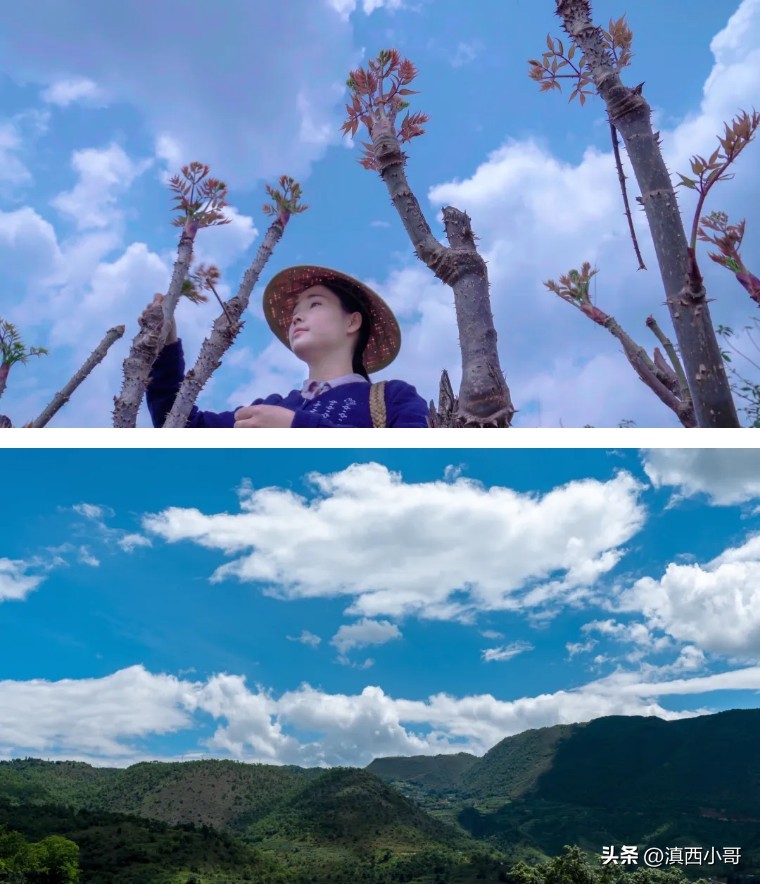 美丽的红宝石石榴,一席一果