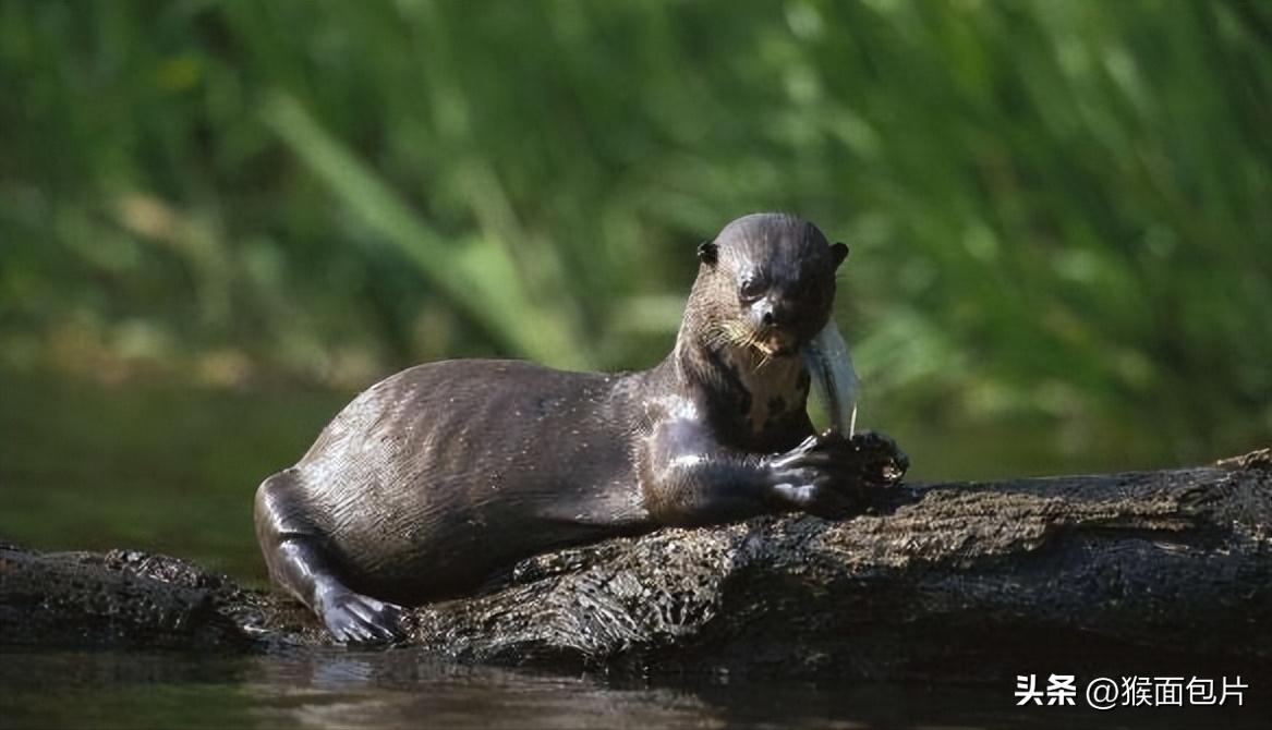 亚马逊雨林生存100天,亚马逊雨林生存楚河