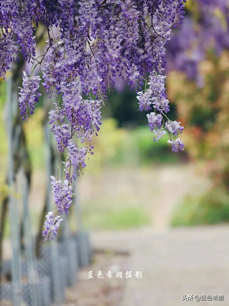 暮春时节紫藤花开,紫藤花开暮春到来