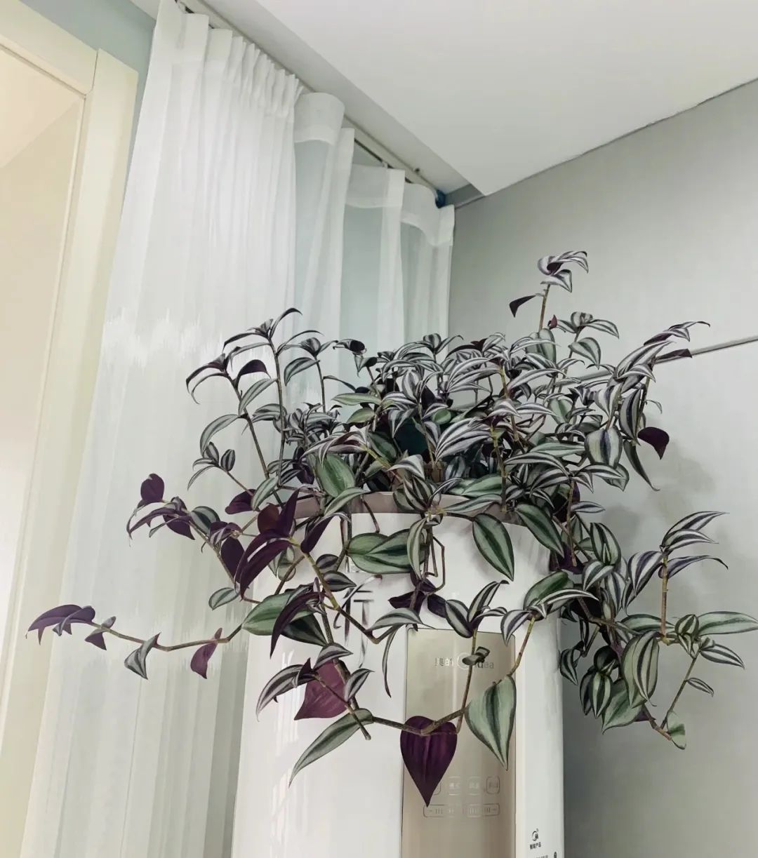 3种花是懒人养花首选,人养花花养人的含义