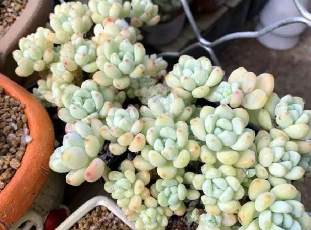 家里的多肉都开花啦,家中的多肉开花啦