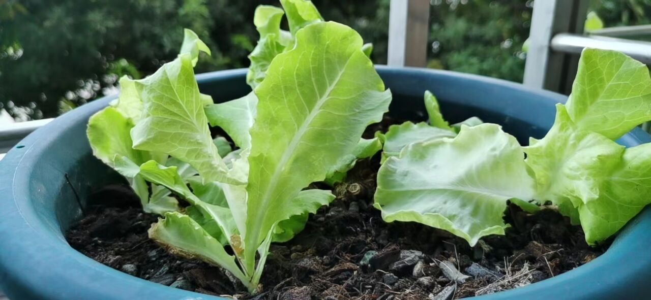 阳台种菜的方法和技巧大全,阳台种菜的方法和技巧