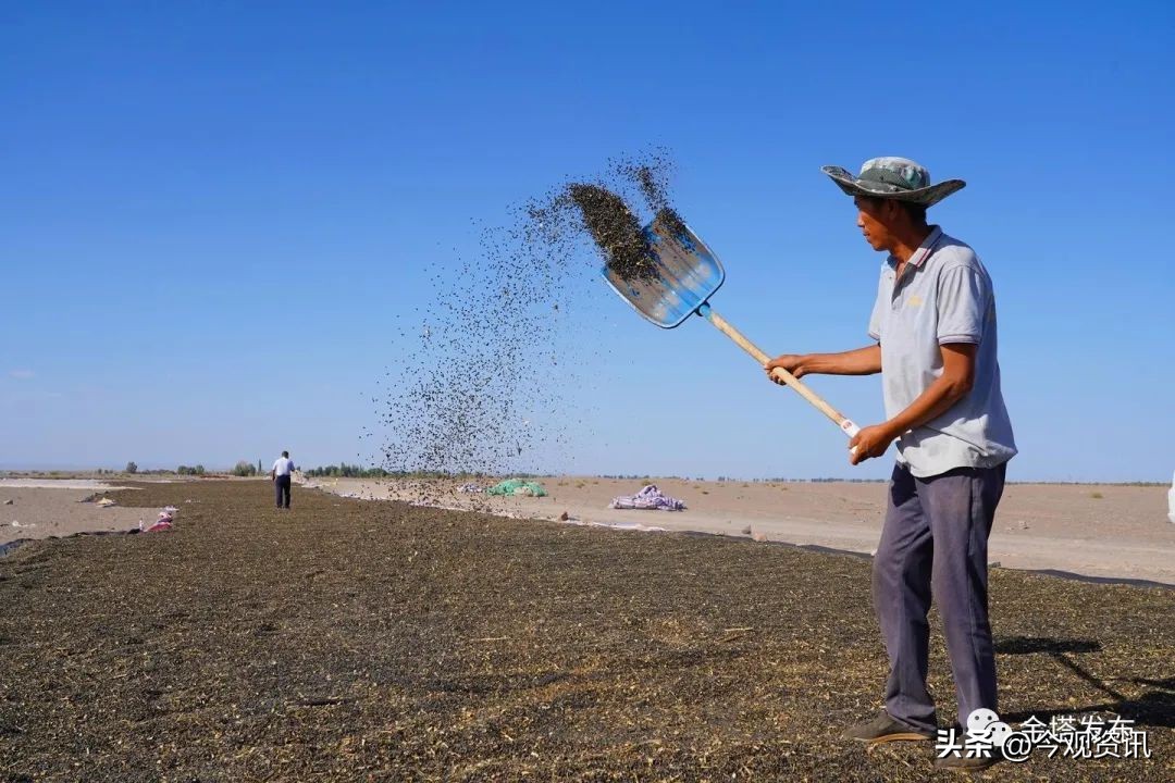 “风”景变“丰”景！——金塔县：“花田”喜事多向日葵喜丰收