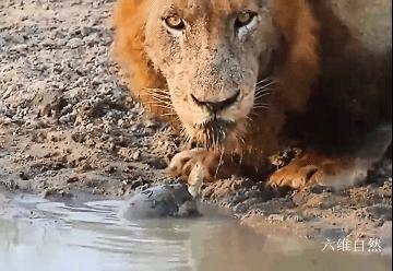 沼泽侧颈龟老是欺负别的龟,沼泽侧颈龟咬乌龟