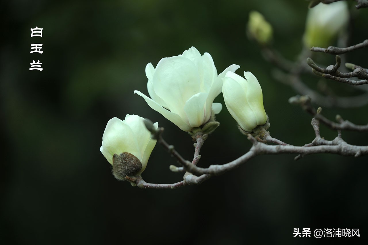 樱桃花和东京樱花区别,樱花和山樱桃花是一样的吗