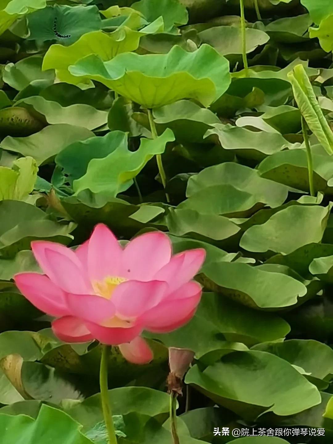 十八湾湿地公园简介,十八湾湿地公园烧烤