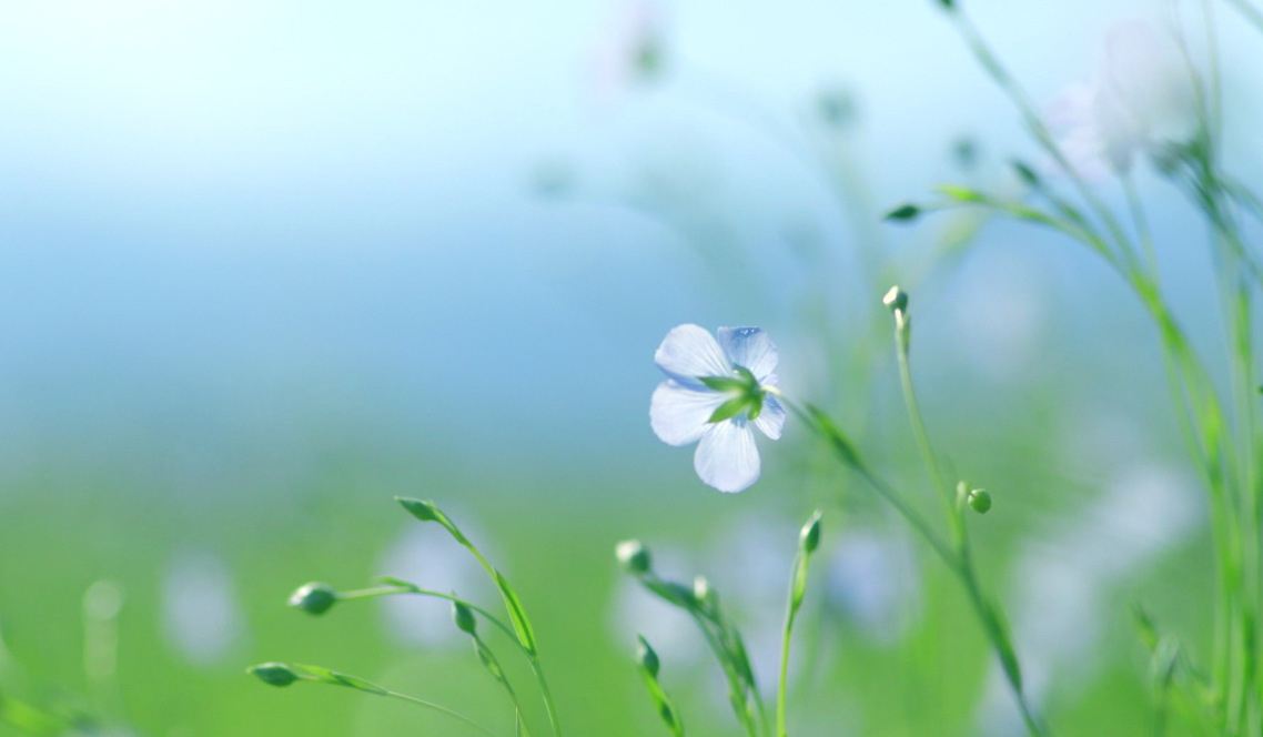 赞美春草的诗句古诗大全,描写春草的诗句十首