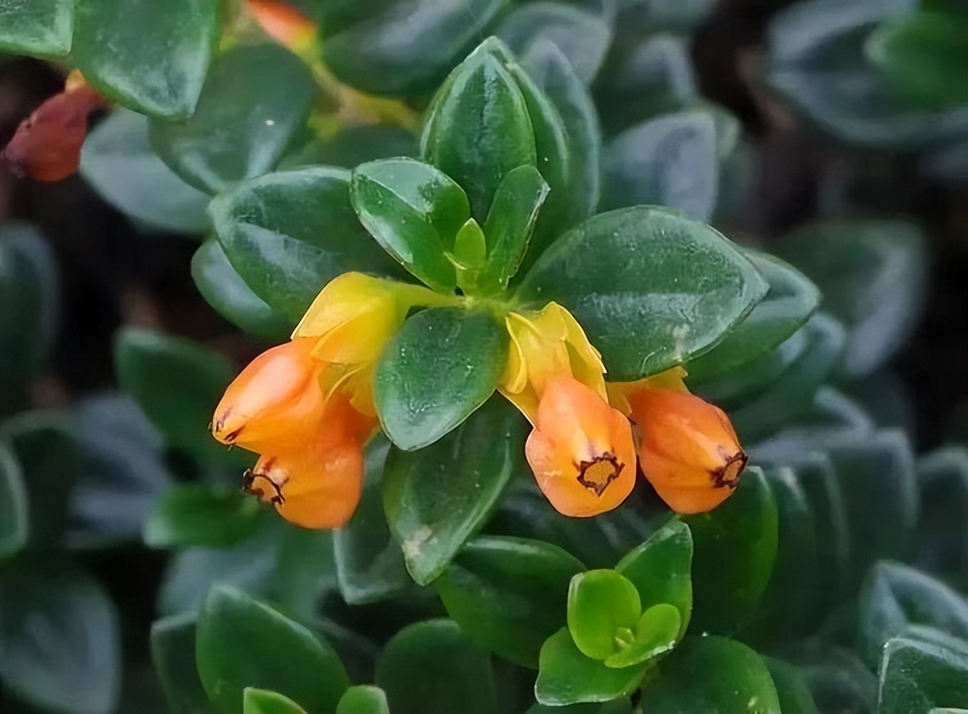 金鱼花养殖方法和注意事项有哪些,盆栽金鱼花的养殖方法和注意事项