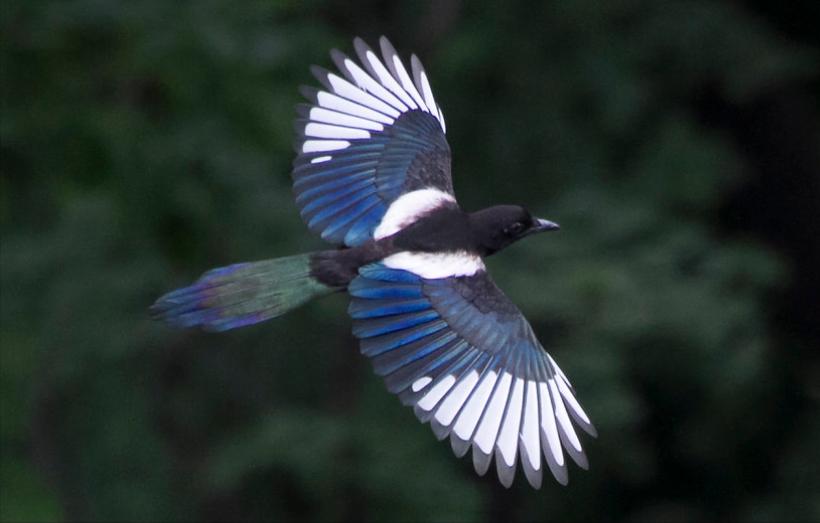 鸟儿大全高清图,高清珍稀鸟动态图片大全