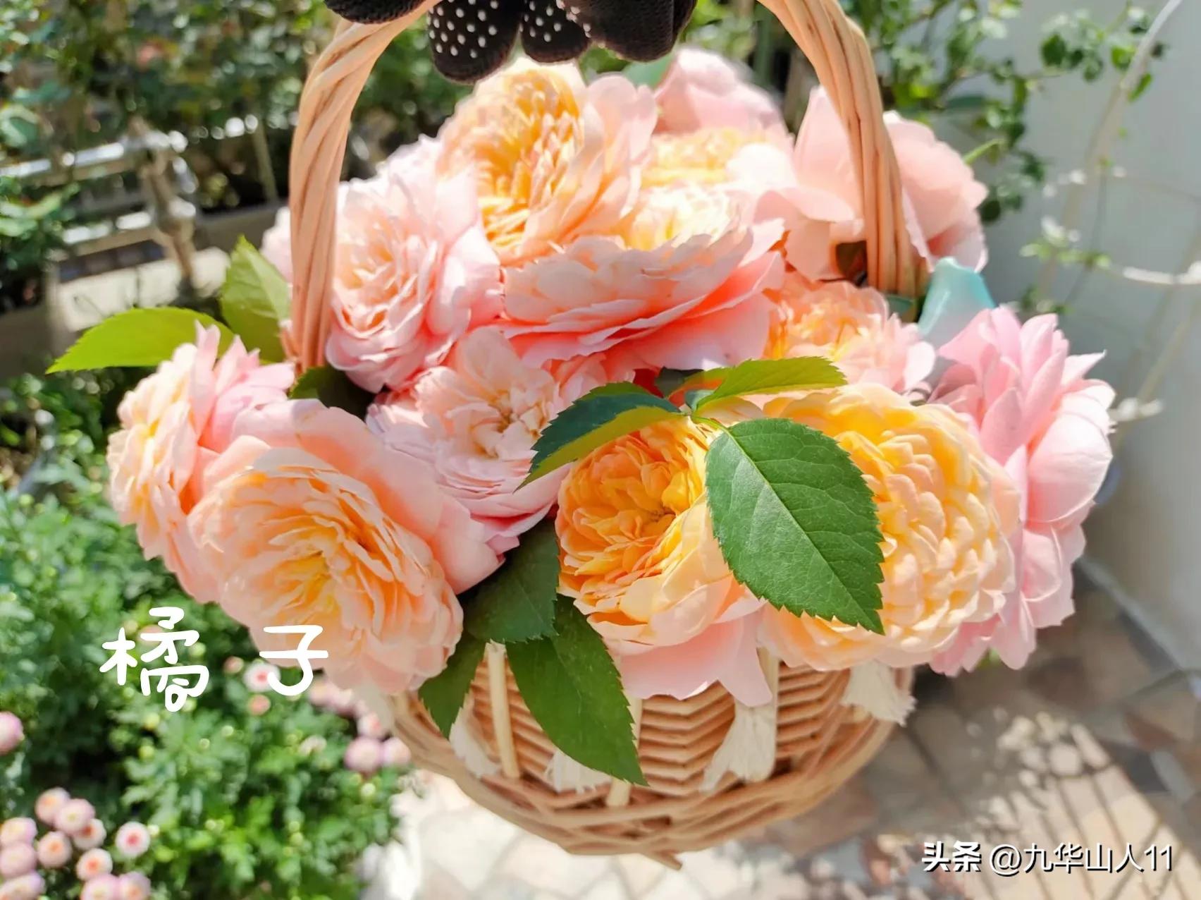 天狼月季新品预售,天狼月季官方旗舰店烛光月季