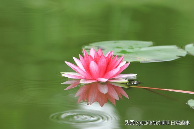 净土学佛的最高境界,往生净土的修行要义