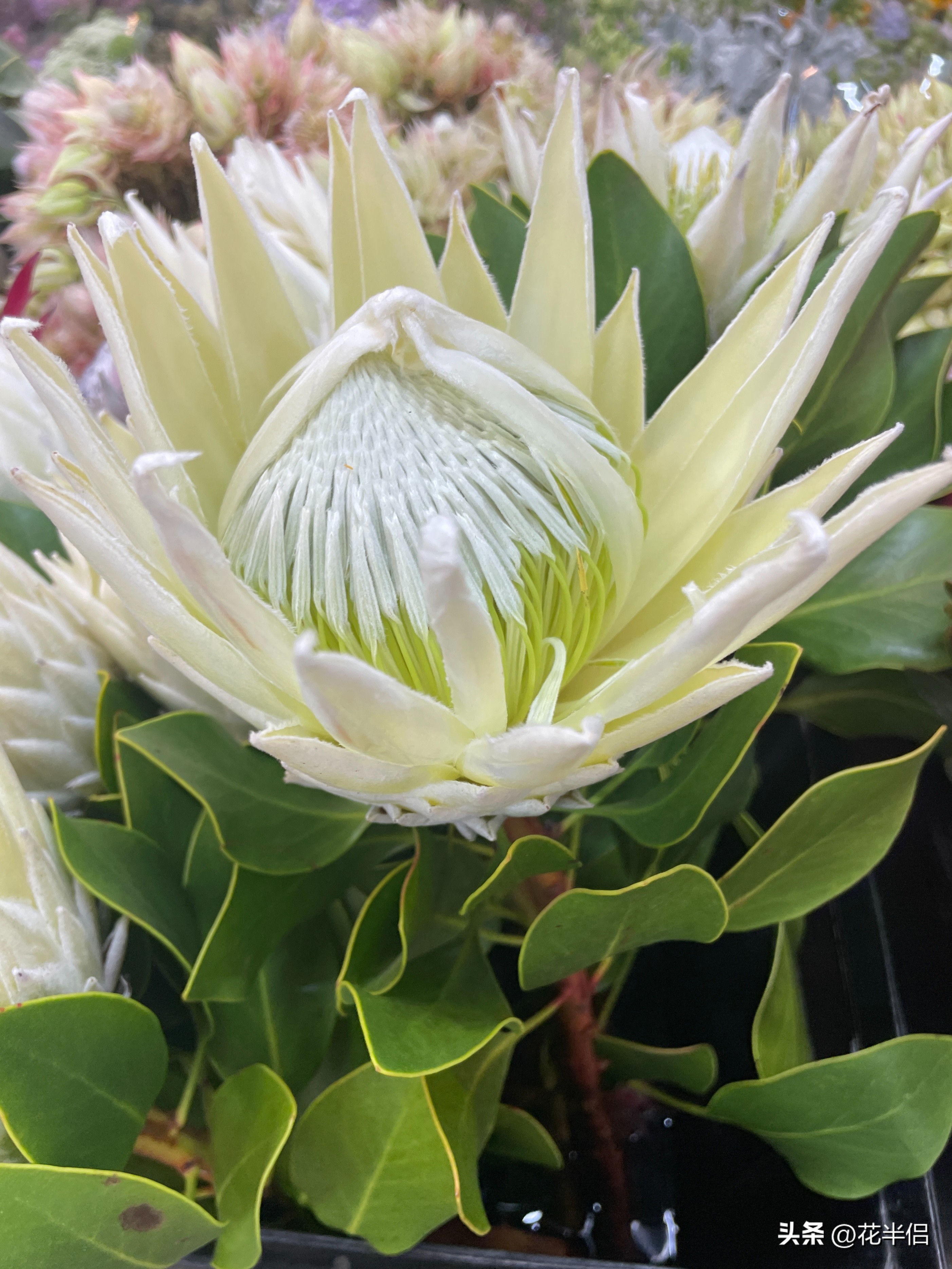 名贵花卉帝王花,帝王花中的稀有品种