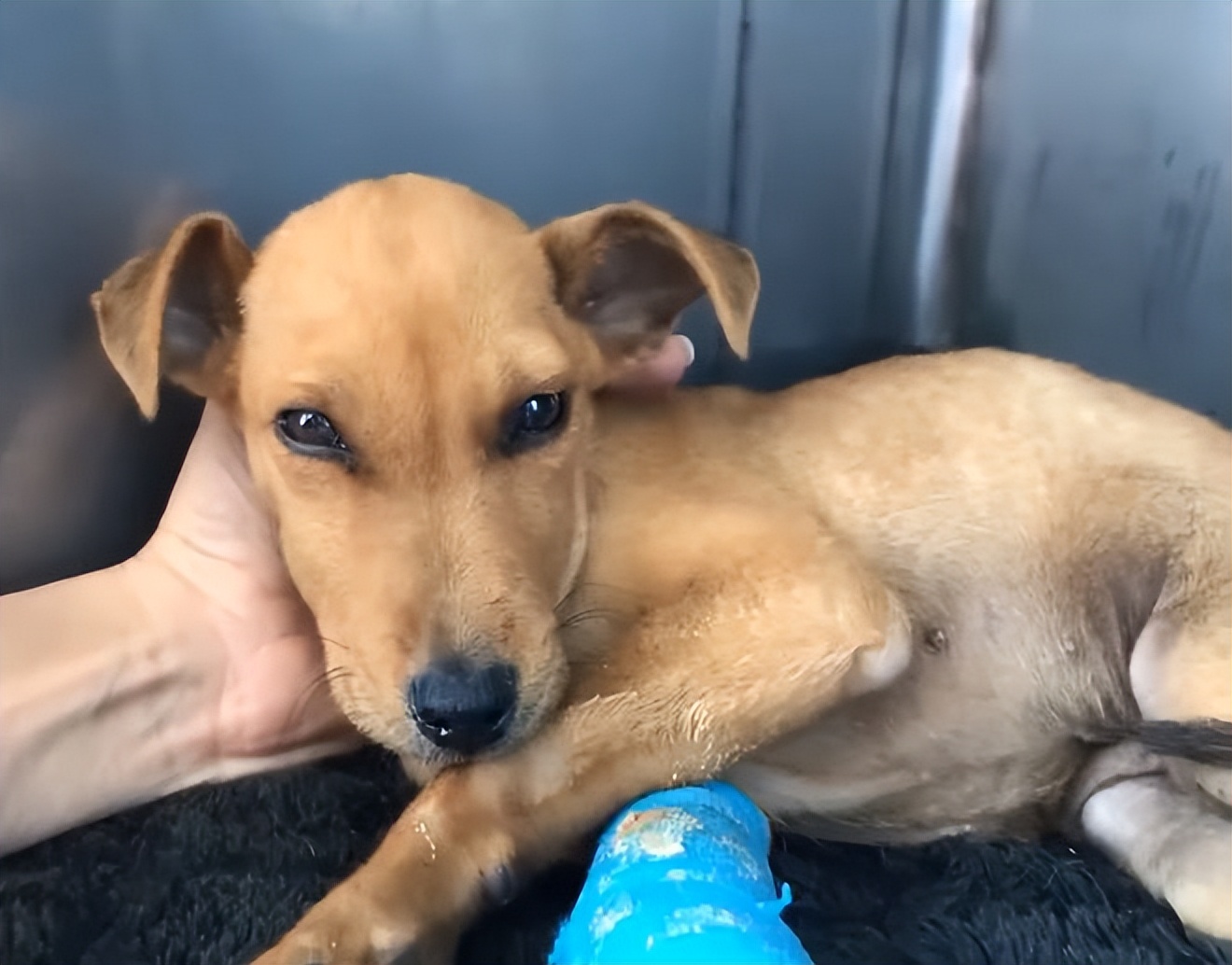 小狗狗被丢弃,狗狗被遗弃后引来众多狗疯狂报复