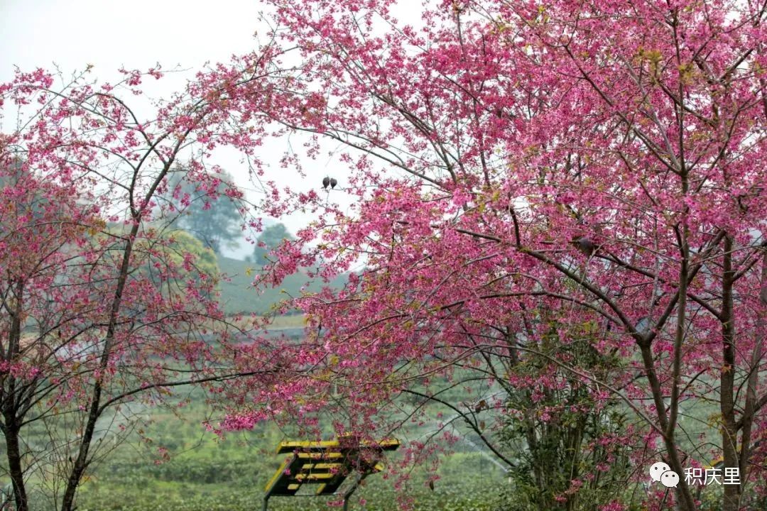 樱花烂漫，没有人会拒绝的粉色浪漫！