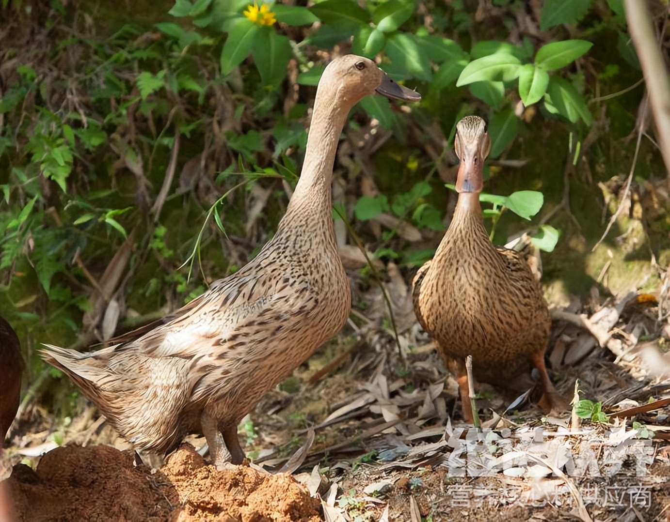 鸭子可以喂产蛋期饲料吗,下蛋的鸭子怎么配饲料