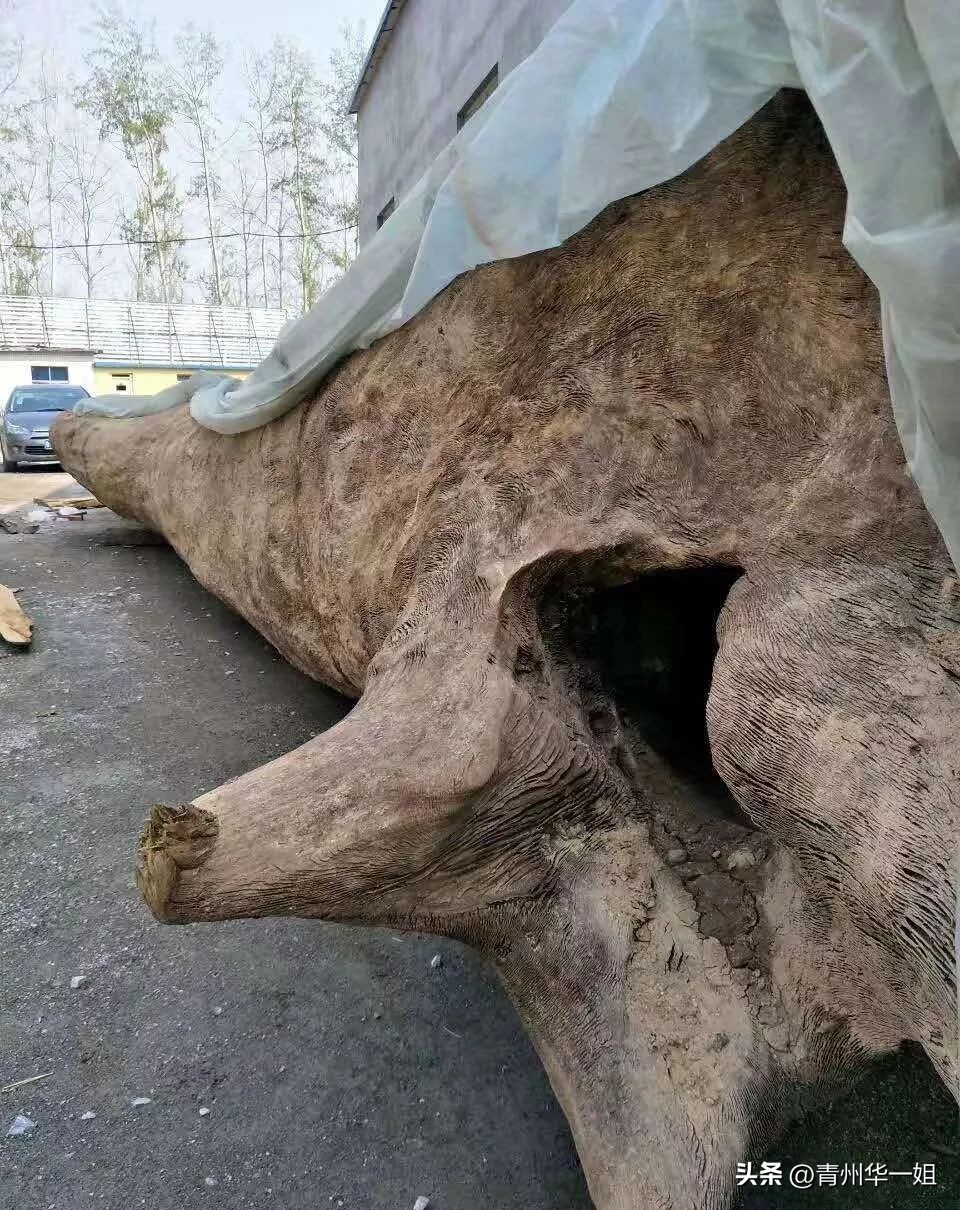 顶级金丝楠乌木有收藏价值吗,金丝楠阴沉木乌木小叶桢楠碳化木