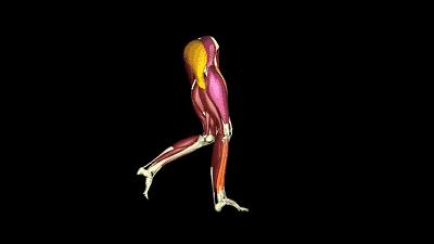 大腿肌肉看短跑天赋,大腿肌肉有多强