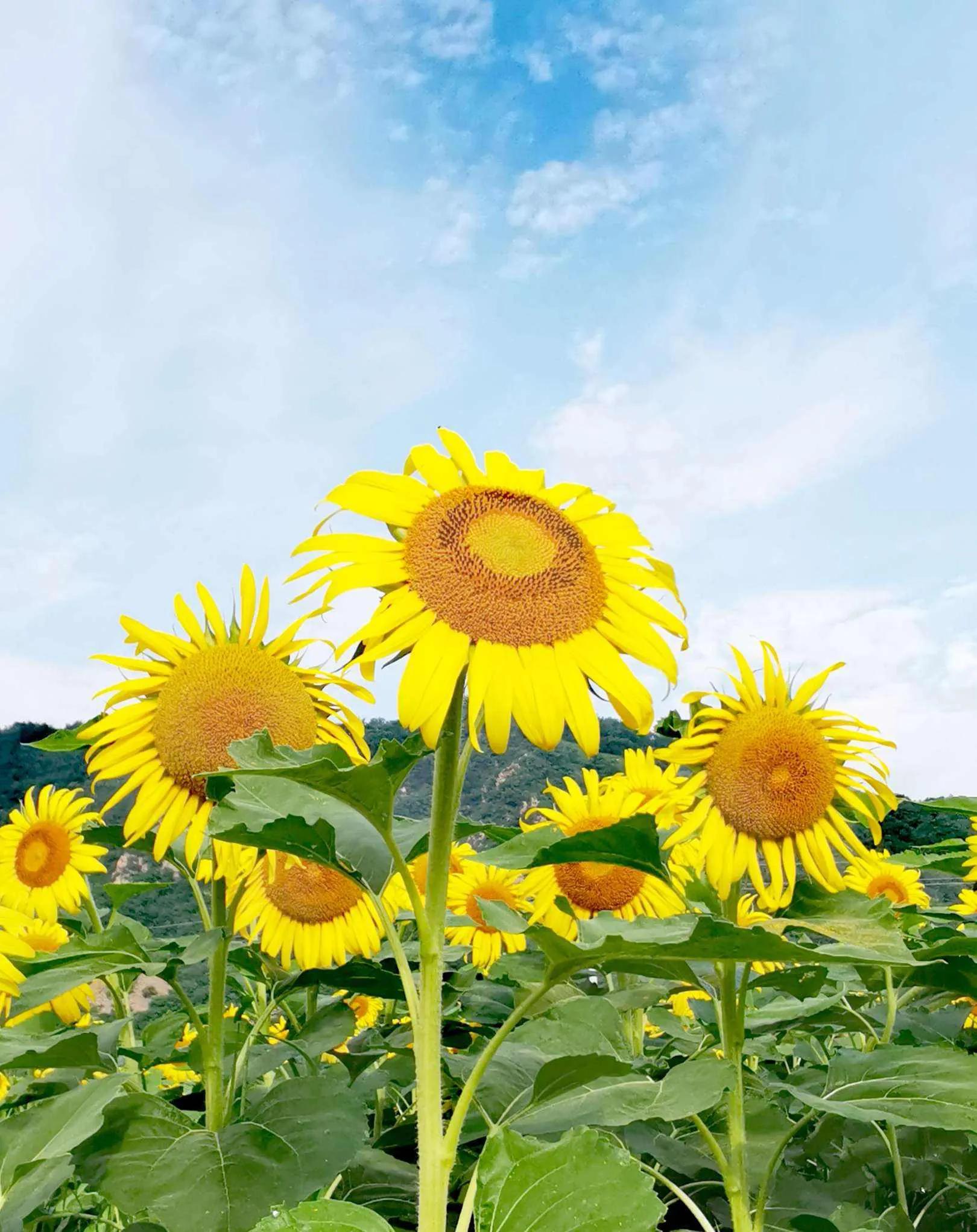 立夏节气的景物有哪些特征,立夏节气的传统食物是