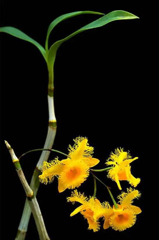 最美的100种兰花图片,欣赏一下最美的兰花