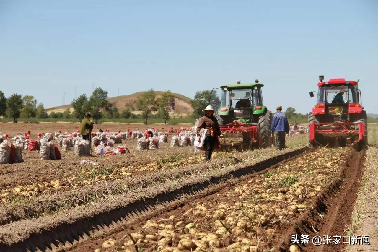 张家口沽源马铃薯基地,张家口沽源县马铃薯种植