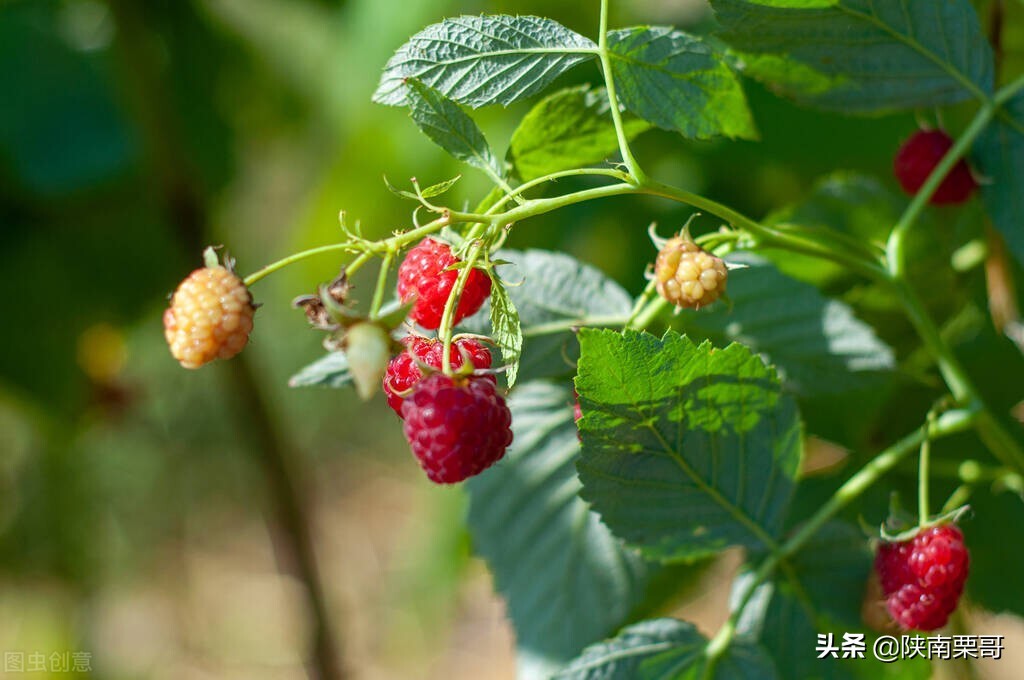门前树不能乱,门前种的树风水好吗