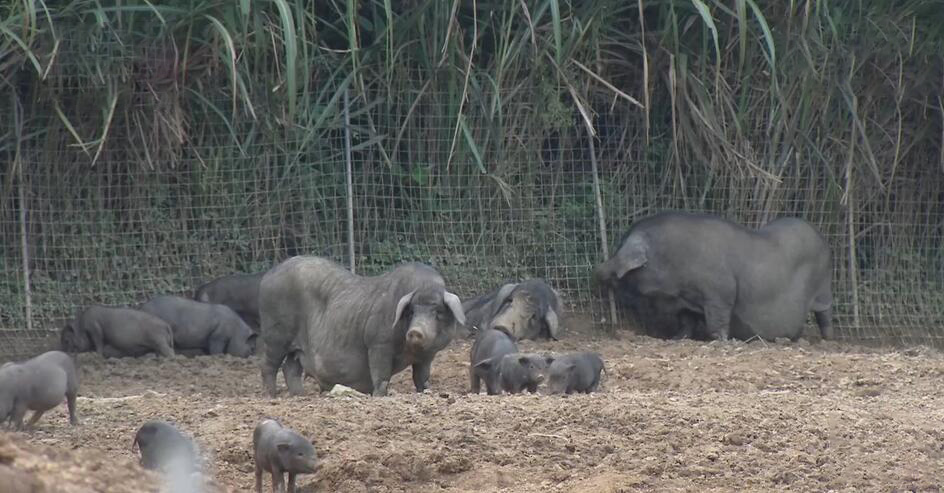回乡养猪带领村民致富,大姐带村民发家致富