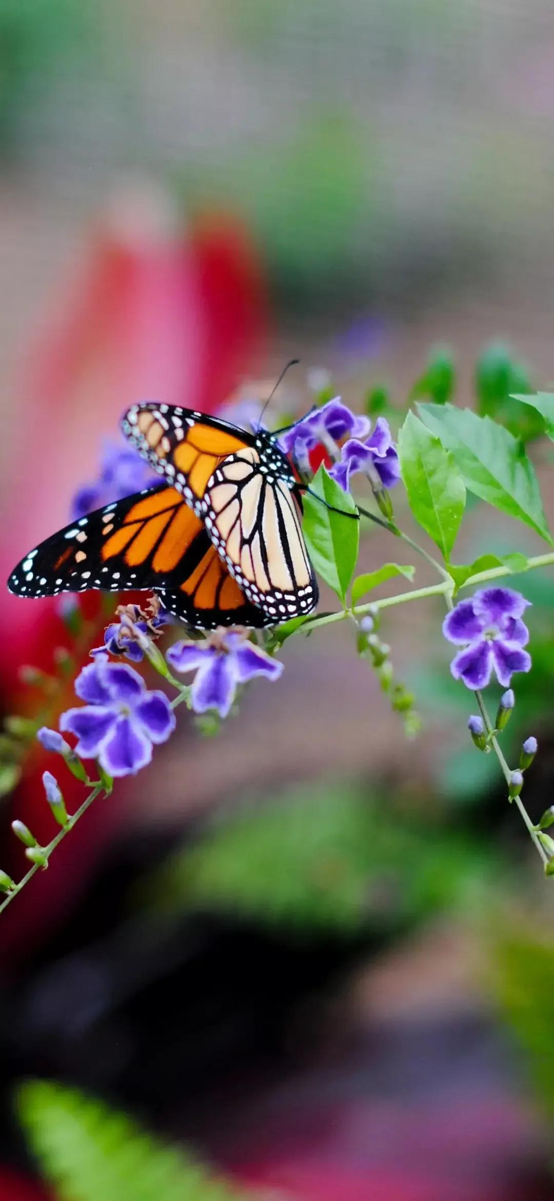 歼20高清壁纸4k全屏无水印,精选壁纸高清无水印高级感