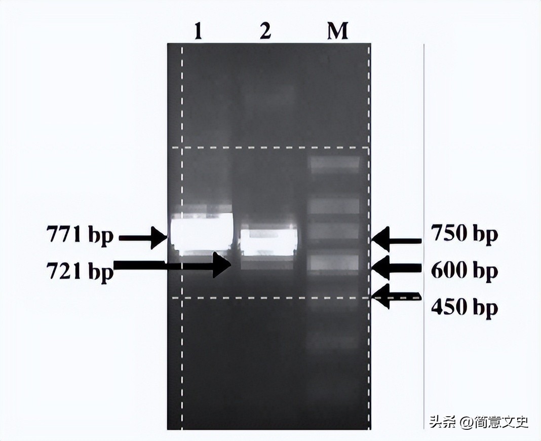 绿色荧光蛋白基因的克隆,绿色荧光蛋白在基因工程的作用