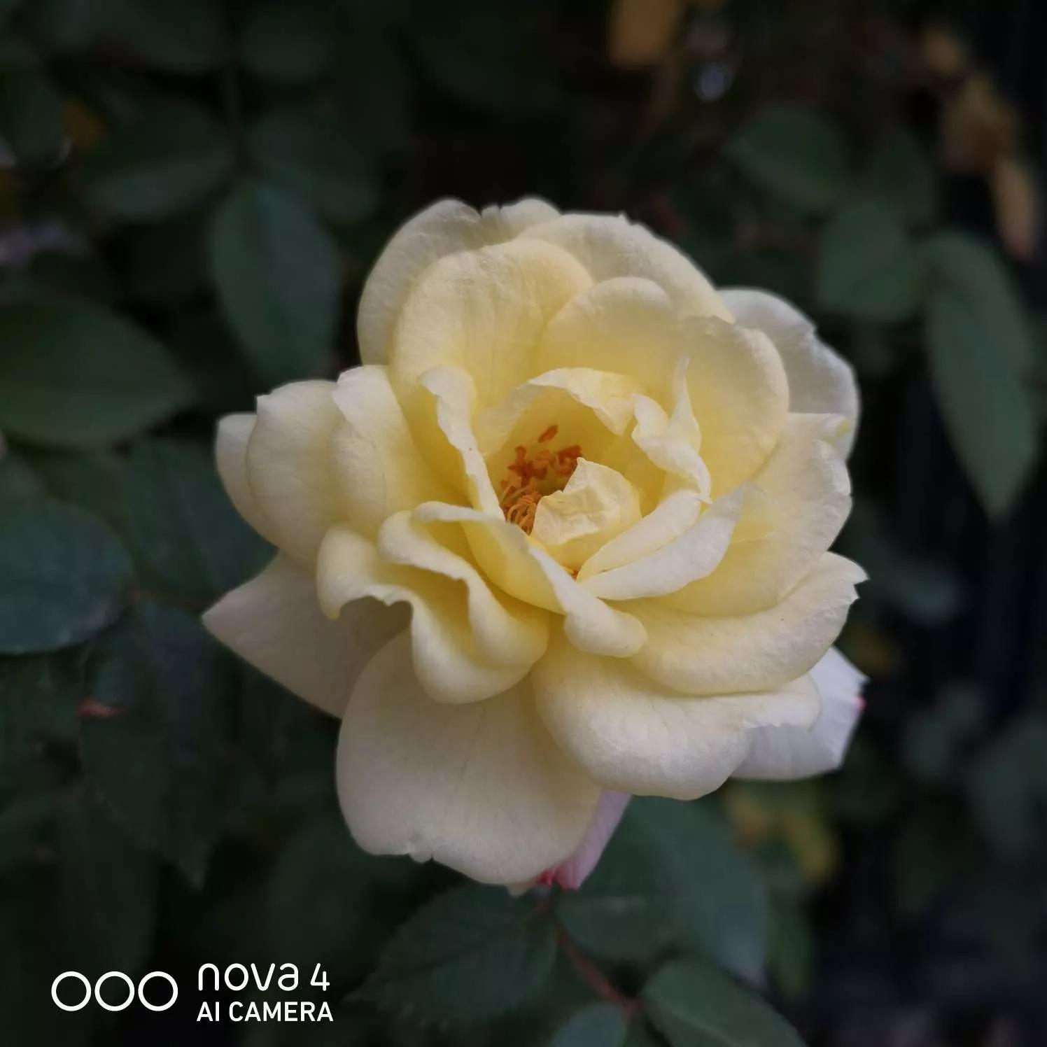 月季品种醉花,月季品种大全及图片欣赏