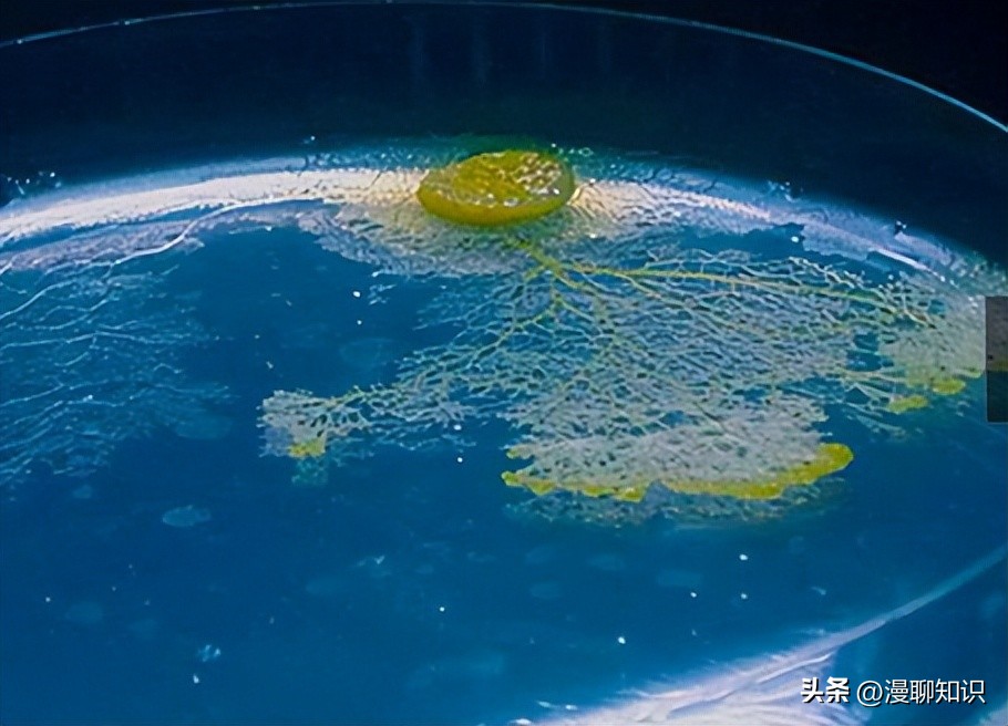 真菌病害多吗,真菌感染能引起多少种疾病