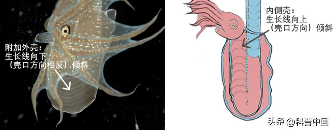 壳包肉包壳包肉……它是远古鱿鱼*亲近**，最后长成“五花肉”