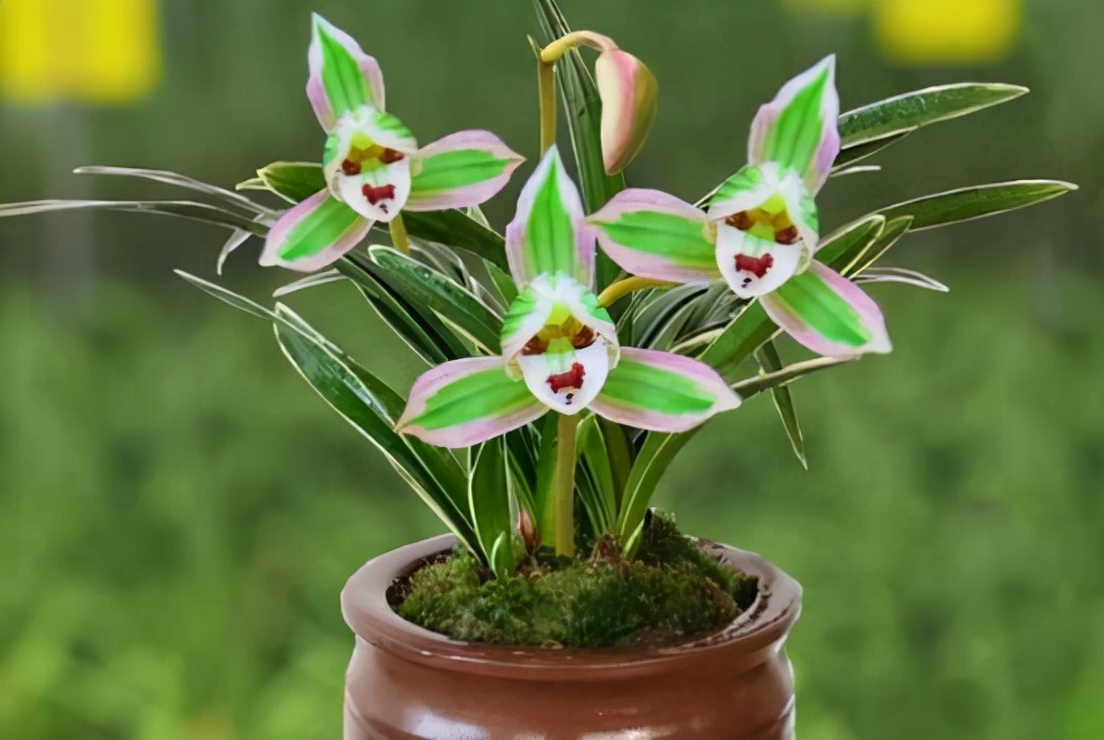 带一点金边的兰花是什么品种,叶宽且带金边的兰花