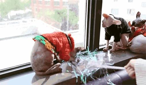 哪种猫最通人性好看又好养,猫界中最通人性的几种猫你养了吗