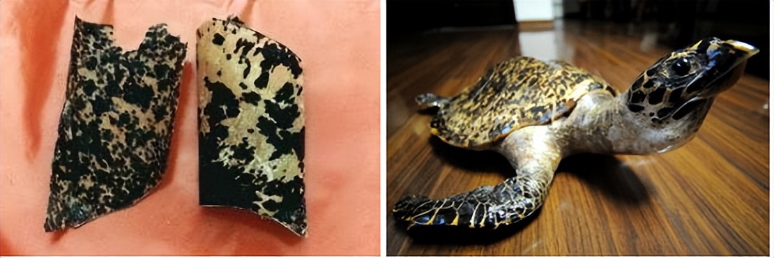 眼镜架钛材质为什么容易生锈,眼镜架材质分类有哪些视频讲解